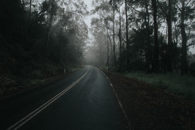 树间柏油路